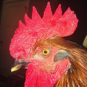 Meet your Posher, Parker